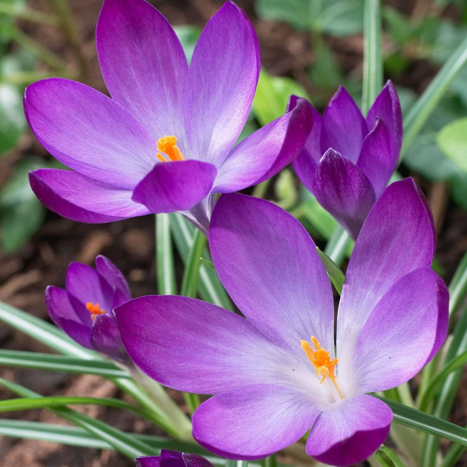 Crocus 'Ruby Giant'
